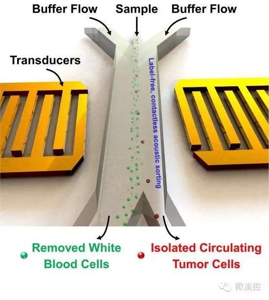 “声镊”将癌细胞从血细胞中分离出来的模式图，红色的为肿瘤细胞，绿色的为血细胞。
