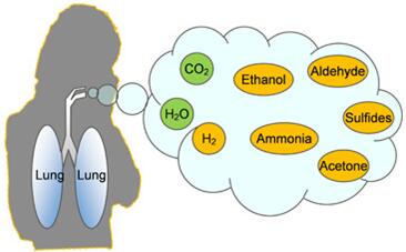 人类呼吸排出气体组分示意图
