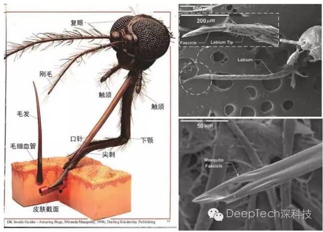 左侧：蚊子的解剖结构示意图，右图：蚊子口针的扫描电子显微镜图像