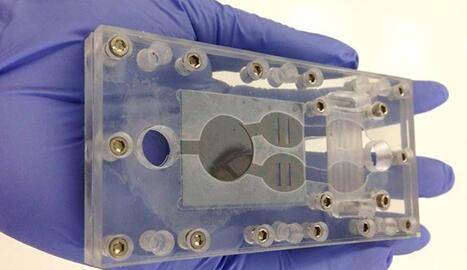 欧莱雅公司和中佛罗里达大学合作推出“器官芯片”