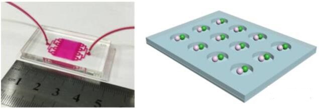 程鑫课题组研发的用于单细胞捕捉及配对的微流控芯片示意图