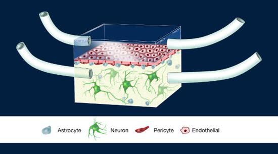 ѪܵԪIllustration of the NeuroVascular Unit, NVUоƬͼ