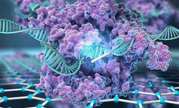 基因编辑结合石墨烯晶体管，可在几分钟内检测基因突变