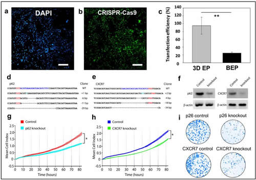 CRISPR-Casĵͼ༭