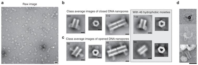 DNA׿׵͸΢TEM