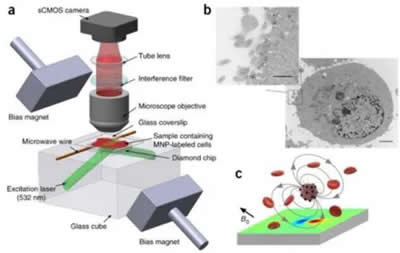 利用量子金刚石显微镜进行单细胞磁成像