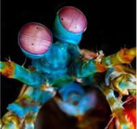 螳螂虾独特的眼睛