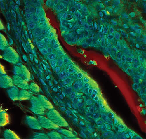 利用单光子计数共聚焦显微镜获得的小鼠胚胎组织的荧光寿命成像