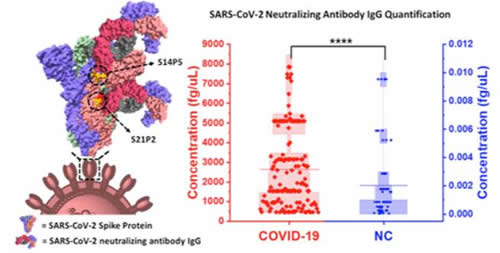 ¹ڲSARS-CoV-2кͿIgG