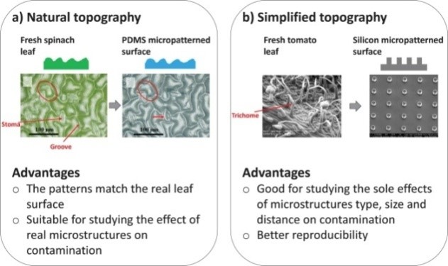 基于表面形貌的类型，用于分析植物和微生物相互作用的微图案表面的分类
