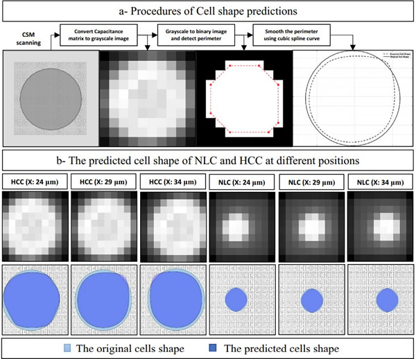 aԤϸ״Ĳ裻bCOMSOL MultiphysicsCSMڲͬλ״NLCHCC״Ԥ