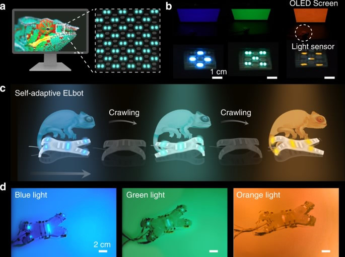 集成式电致发光软体机器人可自适应匹配环境颜色变化