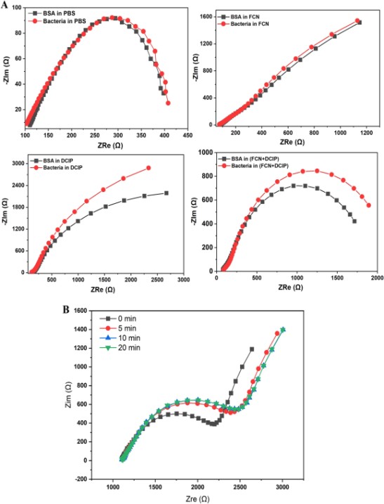 （A）电化学阻抗谱奈奎斯特图显示噬菌体传感器对所选病原体菌株的捕获效率；（B）传感时间对噬菌体生物传感器产生电化学阻抗谱信号的影响。