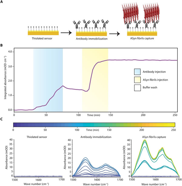 aSynֲ͹׷ImmunoSEIRAⶨ