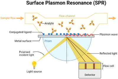 表面等离子共振（SPR）传感器的基本工作原理