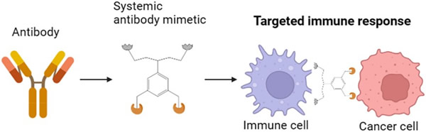 人工合成的仿生抗体与免疫细胞结合并促进其靶向癌细胞的示意图
