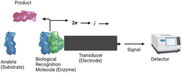 酶基生物传感器的工作原理