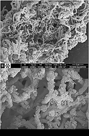 聚苯胺包覆碳纳米管纳米复合材料的扫描电镜图