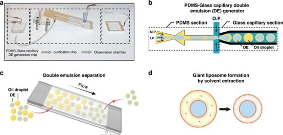 PDMS-ëϸܻ΢˫Һγɺͷ