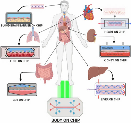 оƬbody-on-a-chip