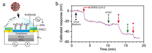 ѡԼSARS-CoV-2