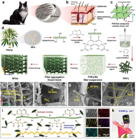 受猫须启发的柔性压力传感器的概念、设计与制备