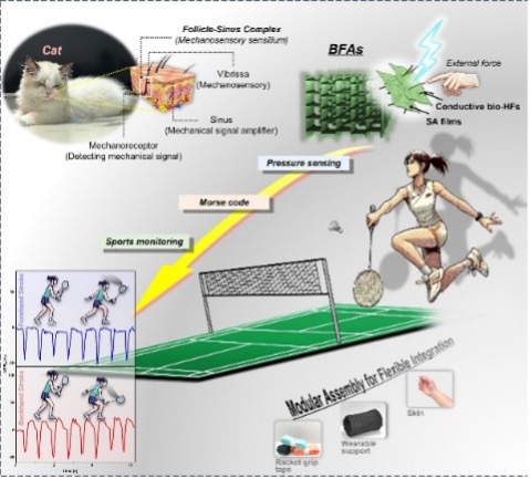 受猫须启发的高灵敏度柔性压力传感器,助力可穿戴健康监测与运动分析