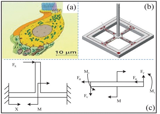 纤毛式MEMS水听器结构