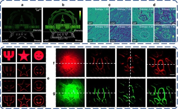 基于超构透镜的干涉对比显微镜的性能