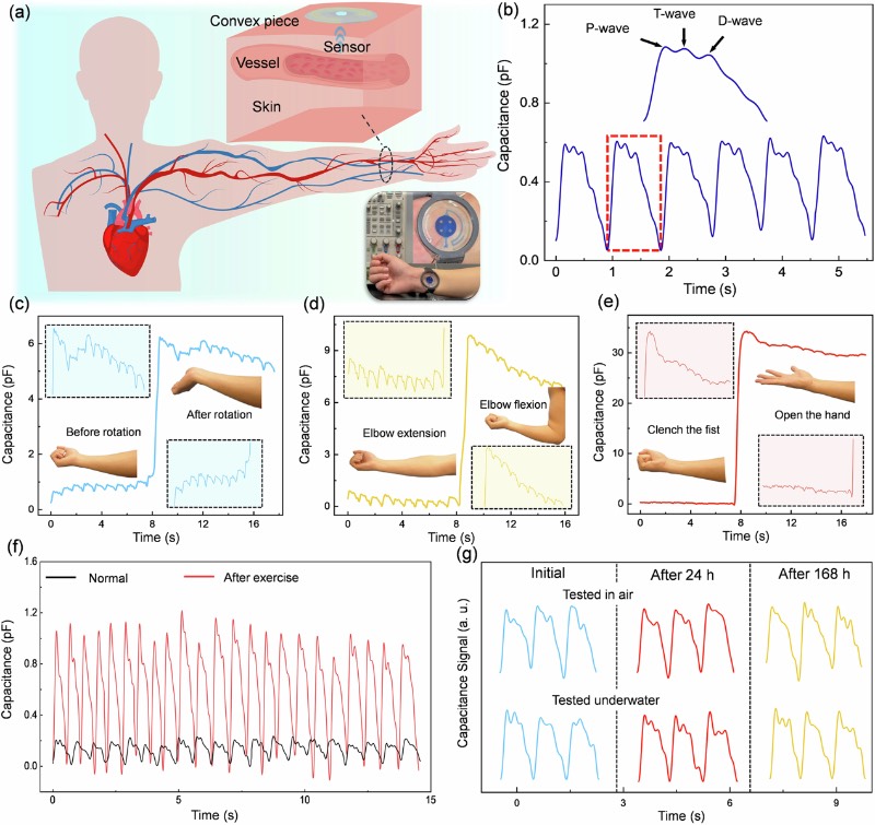 基于微流控的生理力学传感器检测到的桡动脉脉搏波