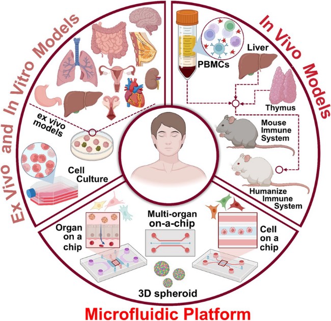 基于微流控平台的体内体外模型