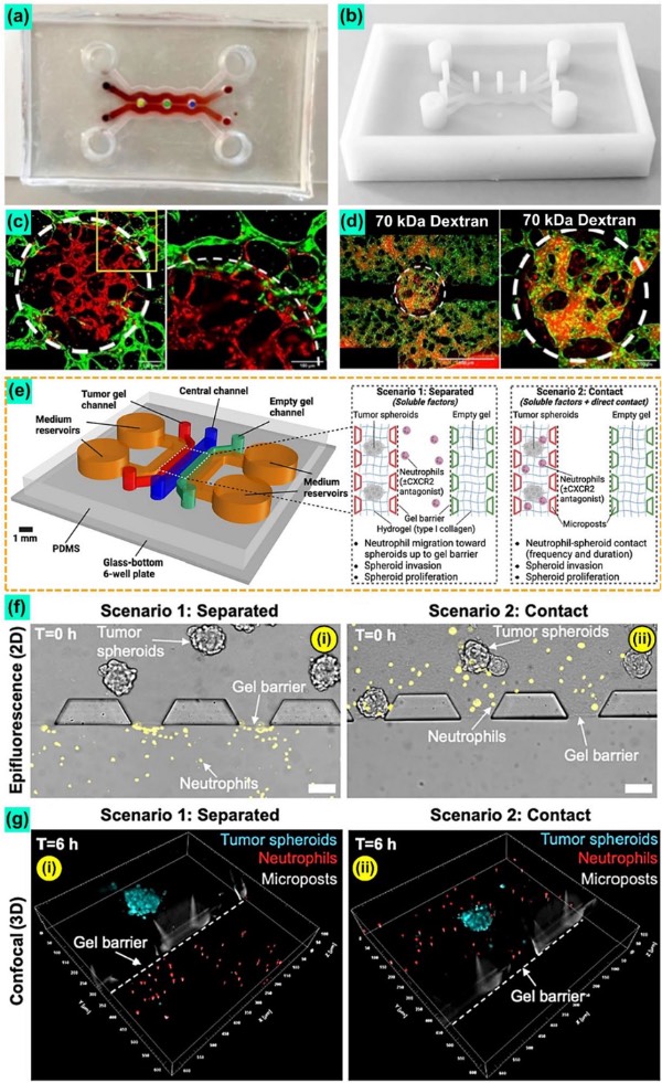 用于研究人类血管化乳腺癌骨转移的微流控器件