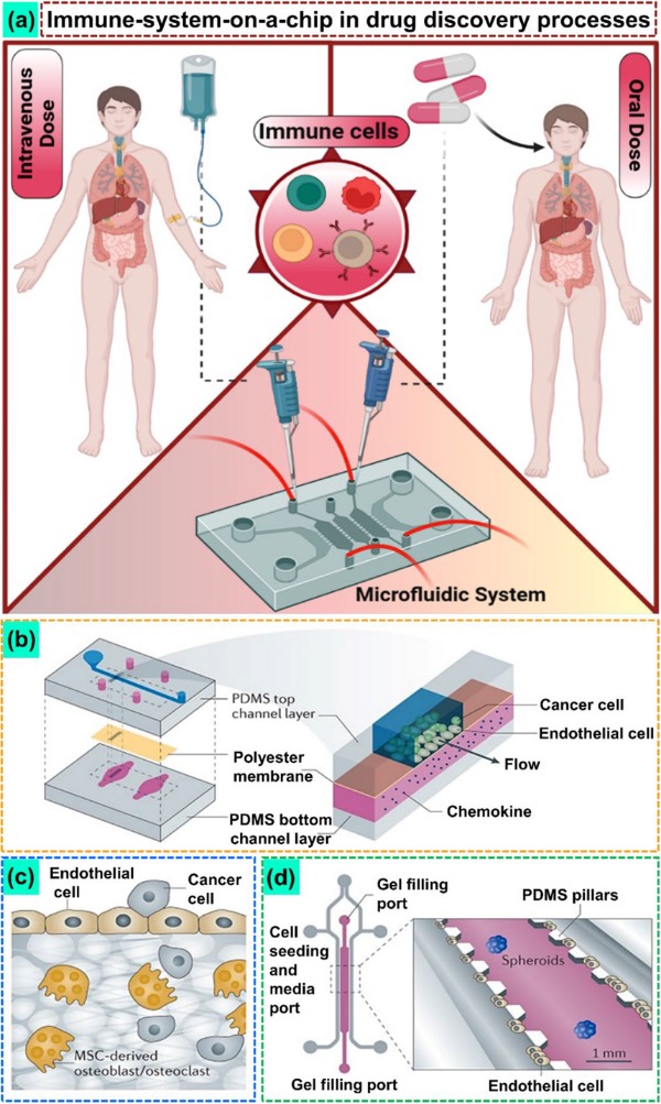应用ISOC技术模拟不同药物递送方法的免疫反应来促进药物发现