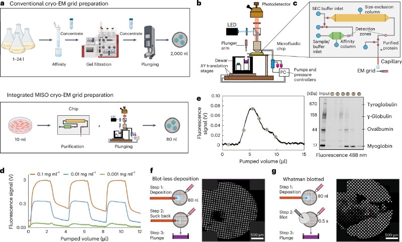 微流控蛋白质分离平台原理及方法表征