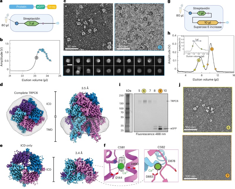 利用微流控蛋白质分离平台进行Cryo-EM分析