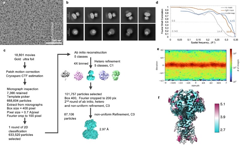 利用微流控蛋白质分离平台对TMEM206-YFP进行处理和表征