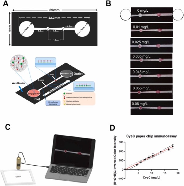 纸基微流控CYS-C免疫分析芯片及其技术性能表征示意图