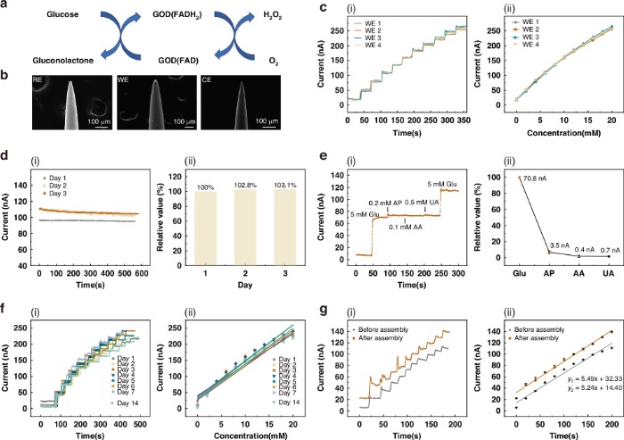血糖传感微针的工作原理及体外表征