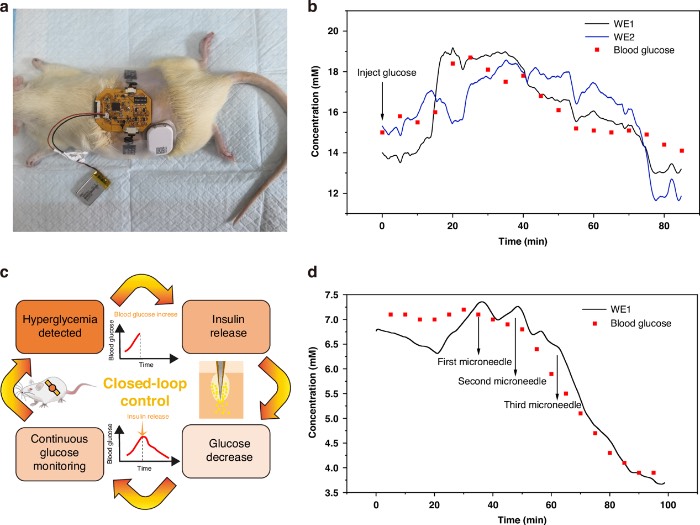 基于微针的血糖监测和胰岛素递送系统的体内评估