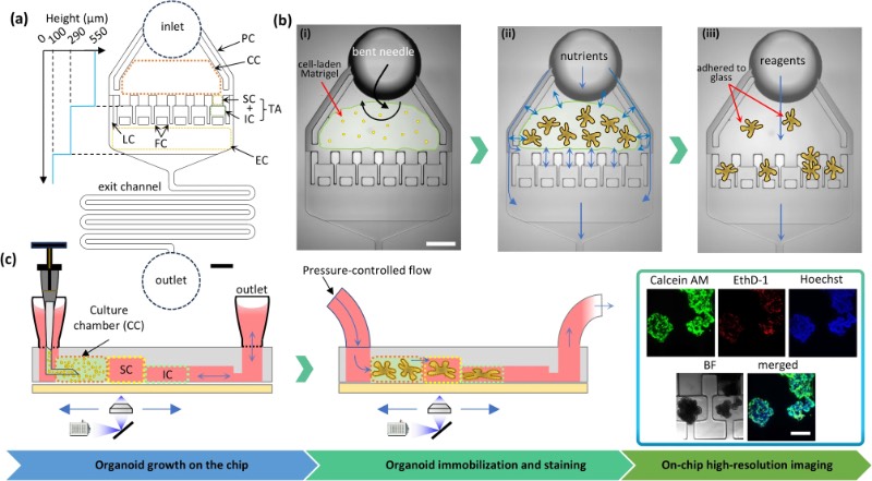 OrganoidChip+的尺寸和工作原理