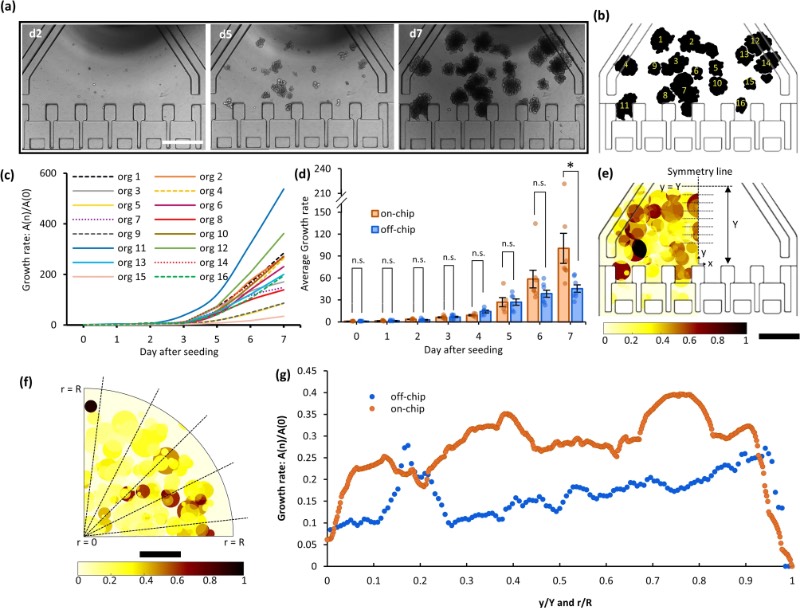 芯片外和芯片上培养的类器官的生长速率