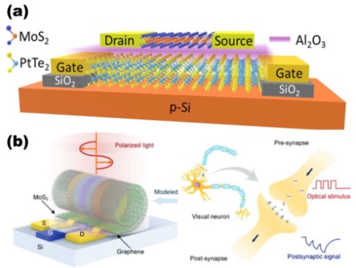 (a)多波长光电子突触示意图,(b)3D石墨烯/MoS₂异质结场效应晶体管示意图。