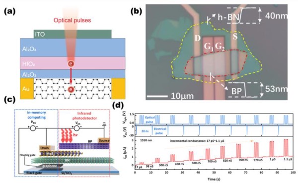 (a)使用光脉冲编程BP-PPT工作原理示意图,(b)可重构BP光电二极管的显微镜照片,(c)由MoS₂(沟道材料)、h-BN(隧穿层)、石墨烯(浮栅层)组成的存储结构(左半部分),以及由BP/MoS₂异质结形成的光探测结构(右半部分)共同构成了一种非易失性传感器内计算器件,(d)不同电导状态下的电导配置和光响应实时测试。