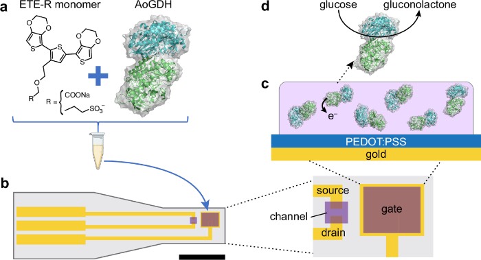 PEDOT:PSS基OECT的功能化