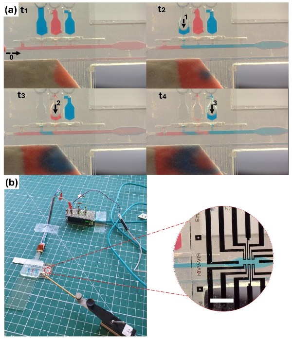 预编程毛细管驱动微流控芯片的自动释放序列1-3