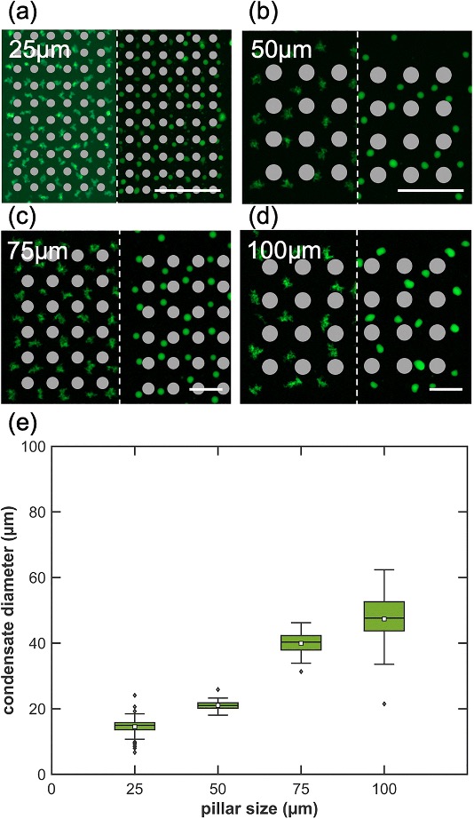 ͨ���ı�΢�����гߴ����DNA�������С