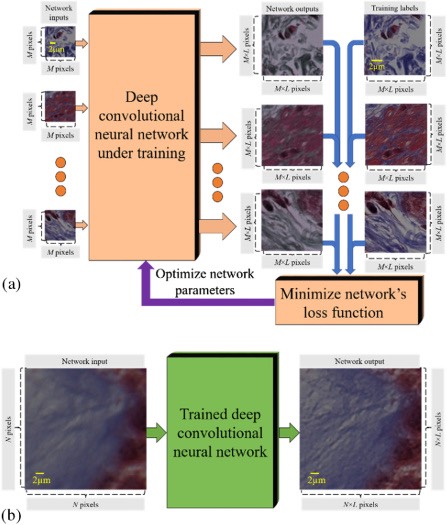 用于显微成像训练的深度神经网络示意图