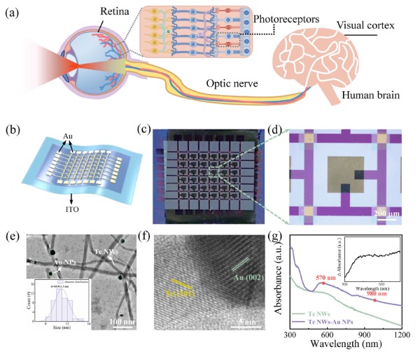 基于等离子体光电忆阻器的红外视觉系统