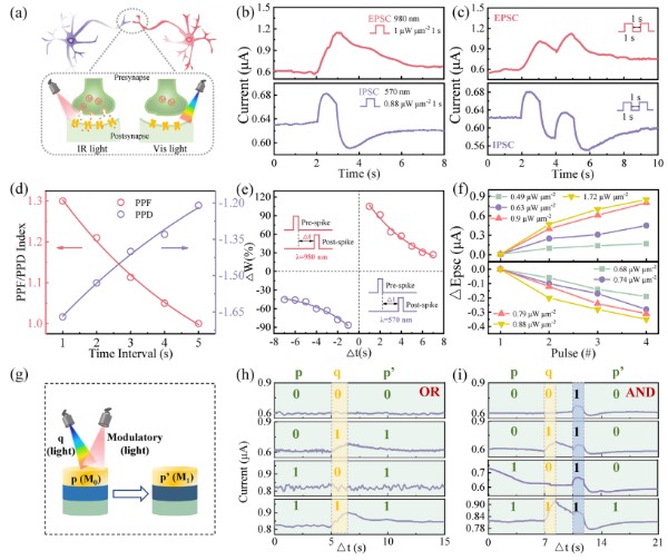 光电忆阻器的双向突触行为和逻辑运算