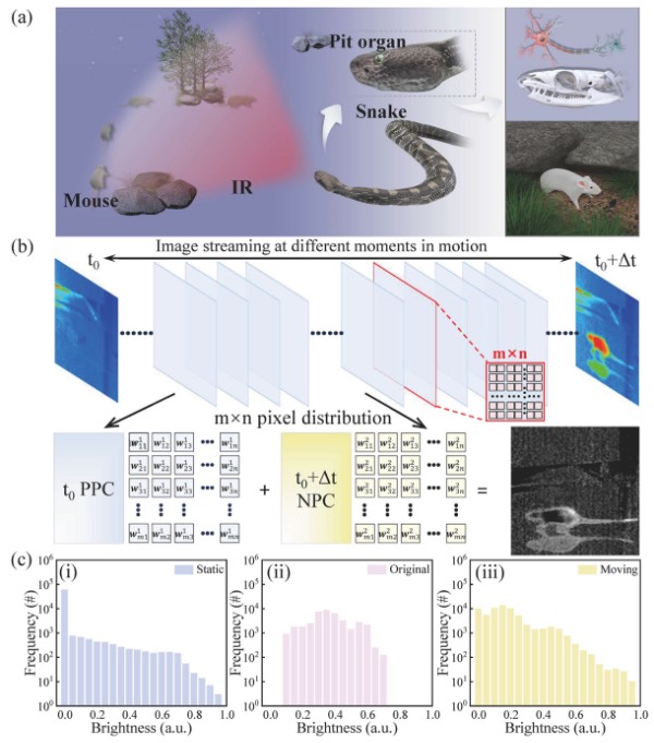通过全光调制光电忆阻器实现运动检测